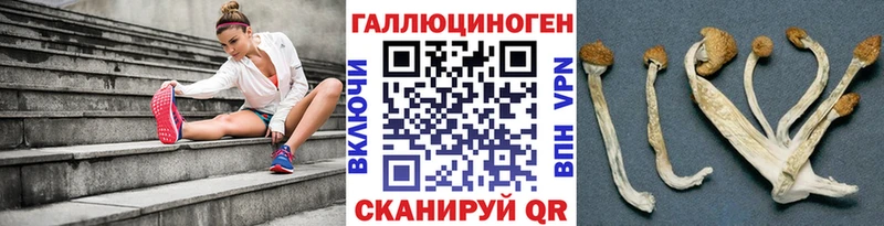 Псилоцибиновые грибы Psilocybine cubensis  Купить где  Белореченск 